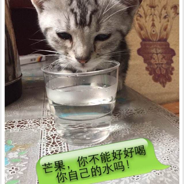怎么购买菲律宾驾驶证